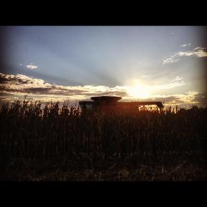 Corn Harvest 2012